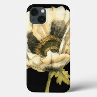 Cream Poppy Flower on Black Background