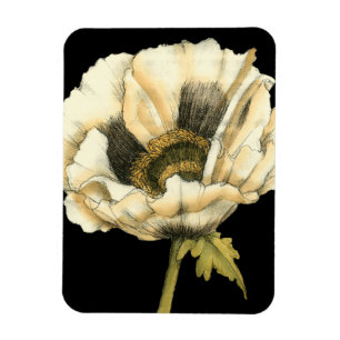 Cream Poppy Flower on Black Background Magnet
