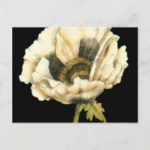 Cream Poppy Flower on Black Background Postcard
