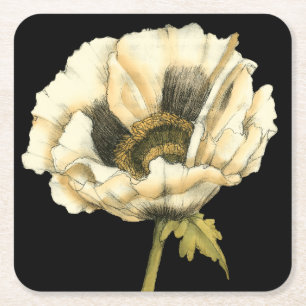 Cream Poppy Flower on Black Background Square Paper Coaster