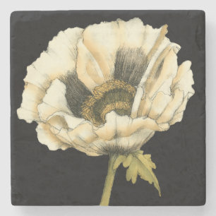 Cream Poppy Flower on Black Background Stone Coaster