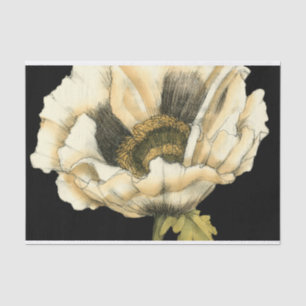 Cream Poppy Flower on Black Background Tissue Paper