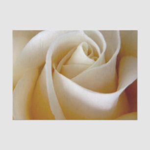 Cream Rose Wedding Photo Tissue Paper