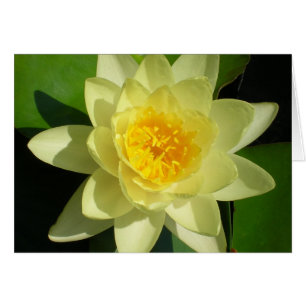 Cream Water Lily