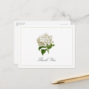 Cream White Hydrangea Bloom Traditional Thank You Postcard