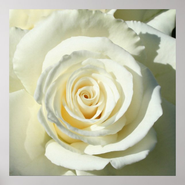 Cream White Rose - Poster (Front)