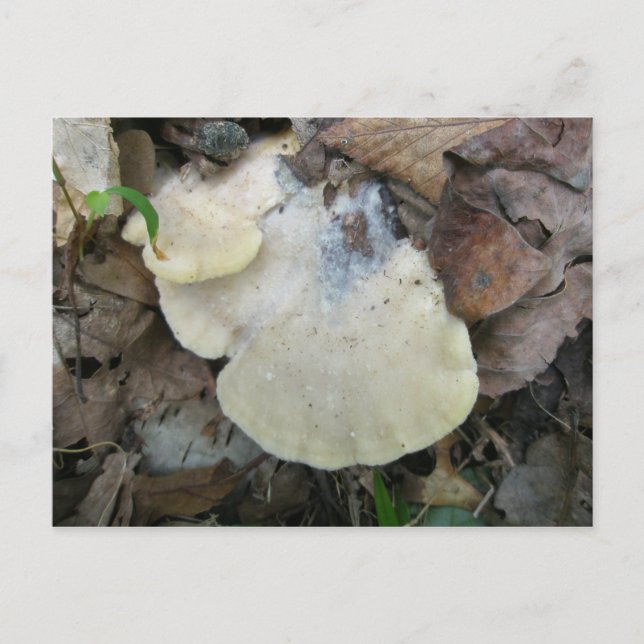 Creamy  Bracket Fungus Postcard (Front)