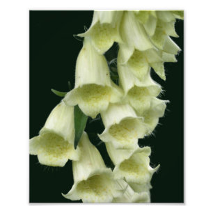 Creamy Foxglove Flower 8x10 Photo Print