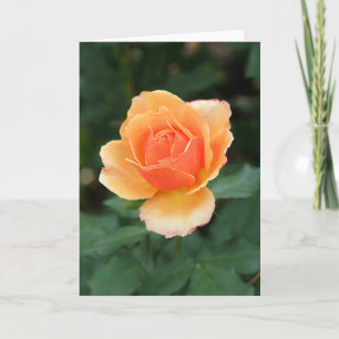 Creamy Orange Modern Rose Card