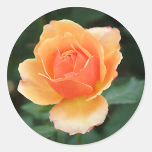 Creamy Orange Modern Rose Classic Round Sticker