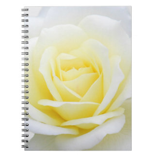 Creamy rose notebook