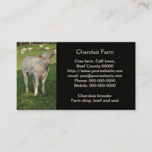 Creamy white charolais calf photo business card