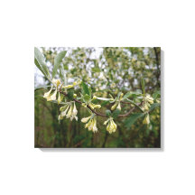 Creamy White Flowers on Bush After Spring Rain #1