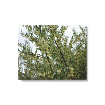 Creamy White Flowers on Bush After Spring Rain #3