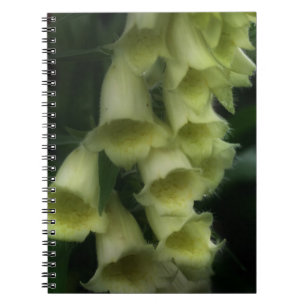 Creamy White Foxglove Flowers Notebook