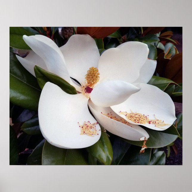 Creamy White Magnolia Poster Print (Front)