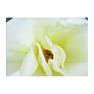 Creamy Yellow Rose Acrylic Print