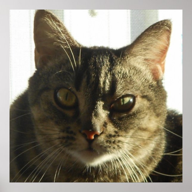 Create Your Own 24" x 24" Poster (Front)