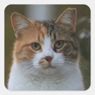 Create Your Own Cat Pet Photo Custom Picture Square Sticker