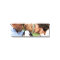 Create Your Own Custom Family Photo