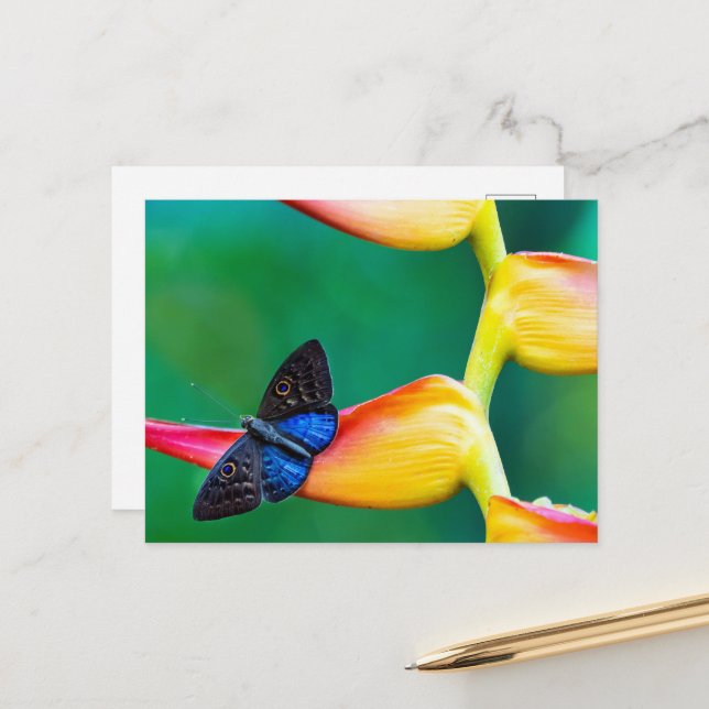 Create Your Own Personalized Custom Photo Template Postcard (Front/Back In Situ)