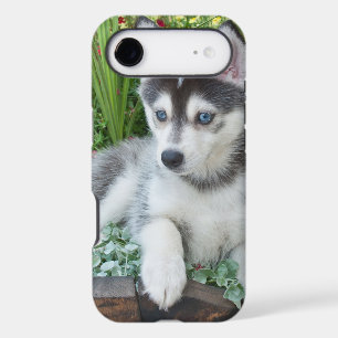 Create Your Own Pet Photo Custom Picture