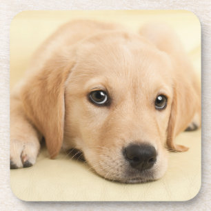 Create Your Own Pet Photo Custom Picture Coaster