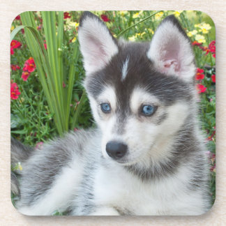 Create Your Own Pet Photo Custom Picture Coaster