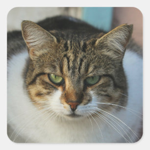 Create Your Own Pet Photo Custom Picture Gift Square Sticker