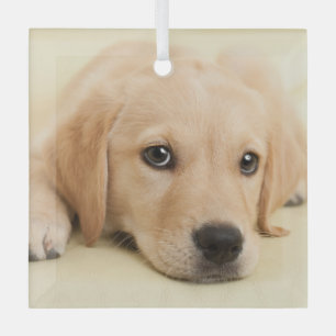 Create Your Own Pet Photo Custom Picture Glass Ornament
