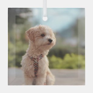 Create Your Own Pet Photo Custom Picture Glass Ornament