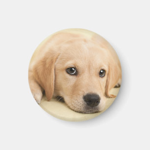 Create Your Own Pet Photo Custom Picture Magnet