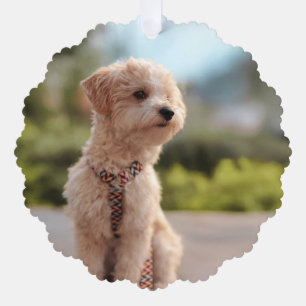 Create Your Own Pet Photo Custom Picture Ornament Card