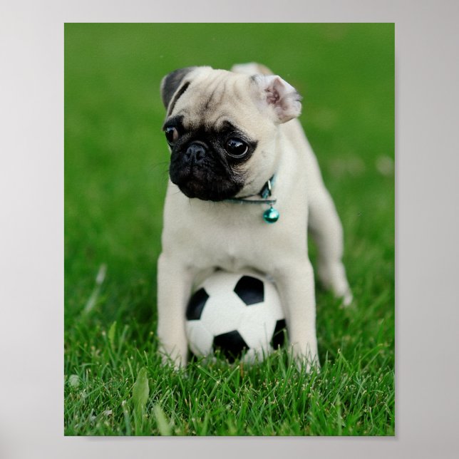 Create Your Own Pet Photo Custom Picture Poster (Front)