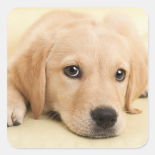 Create Your Own Pet Photo Custom Picture Square Sticker