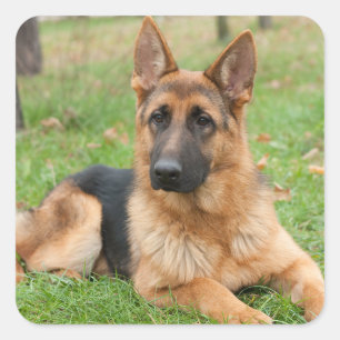 Create Your Own Pet Photo Custom Picture Square Sticker