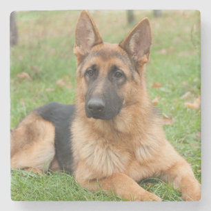 Create Your Own Pet Photo Custom Picture Stone Coaster