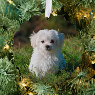 Create Your Own Two-sided Dog Photos Ornament Card