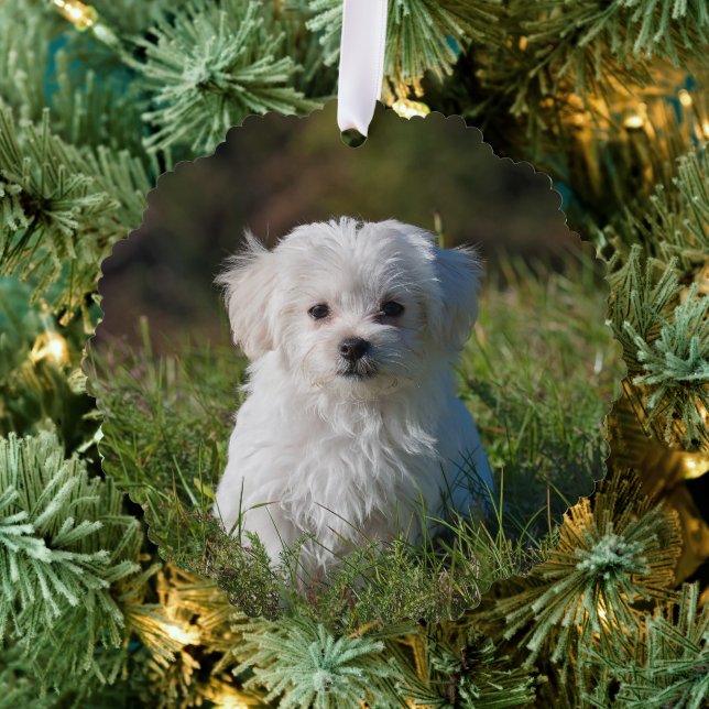 Create Your Own Two-sided Dog Photos Ornament Card (Insitu (Tree))
