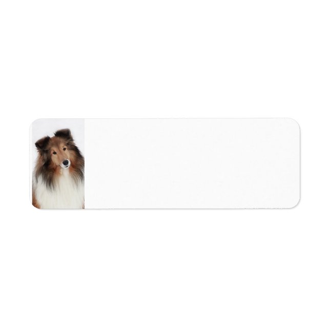 Creation of Shelties (Front)