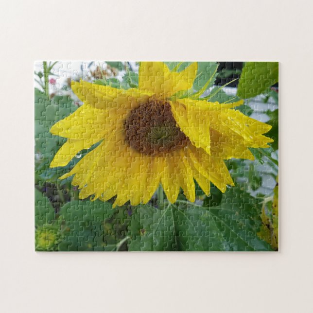 Creative wet sunflower flower photo jigsaw puzzle (Horizontal)
