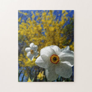 Creative white daffodil photo jigsaw puzzle