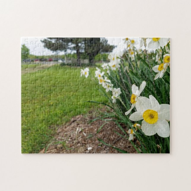 Creative white daffodique photo jigsaw puzzle (Horizontal)