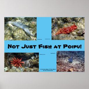Creatures at Poipu Beach Poster