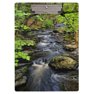 Creek flows through forest clipboard
