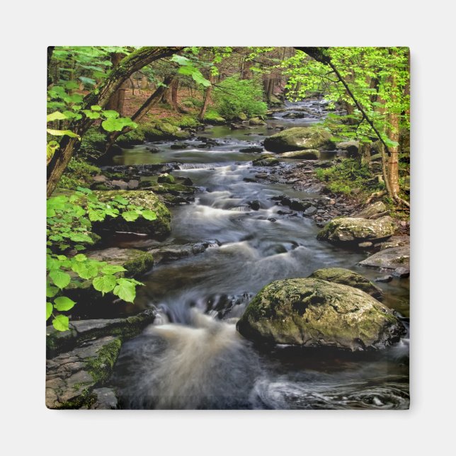 Creek flows through forest magnet (Front)