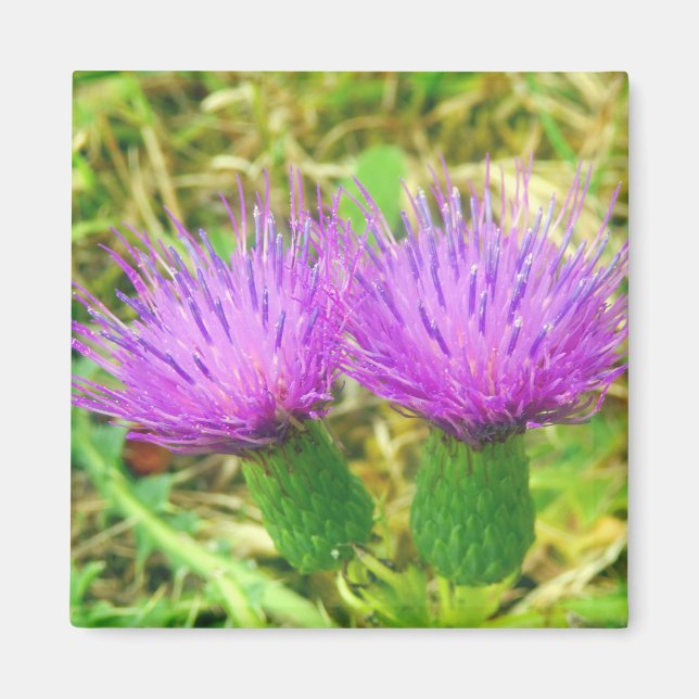 Creeping or Field Thistle Magnet (Front)