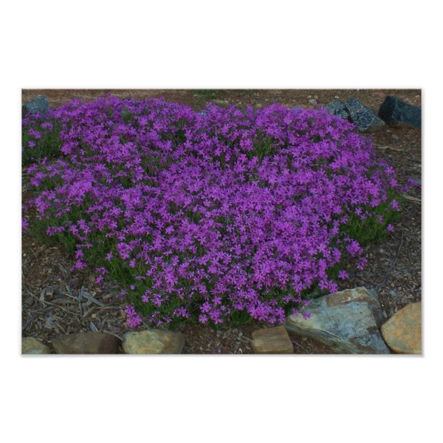 Creeping phlox photo print (Front)