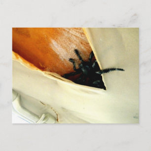 Creepy Crawler Postcard