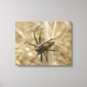 Creepy Crawly Spider Canvas Print